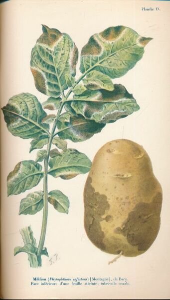 Les maladies de la pomme de terre