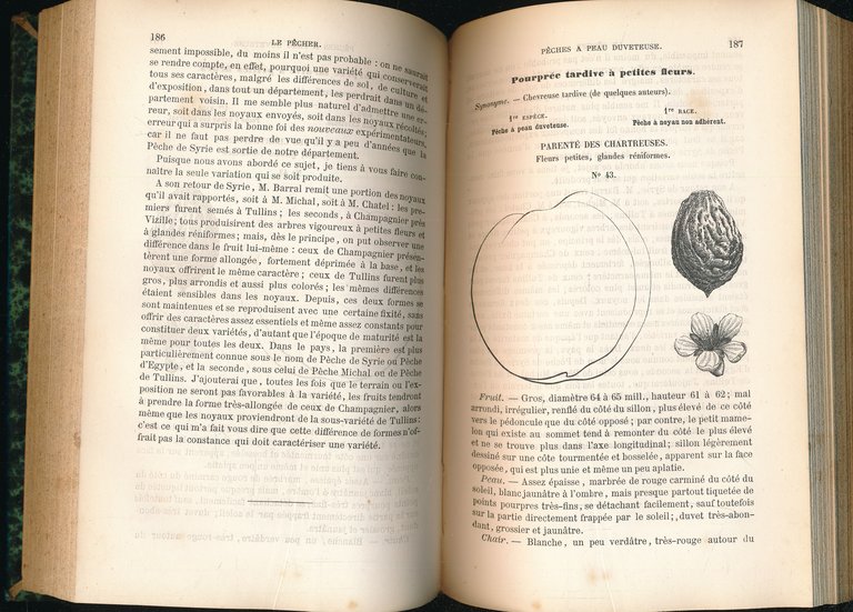 Arboriculture fruitière. Les meilleurs fruits par ordre de maturité et …