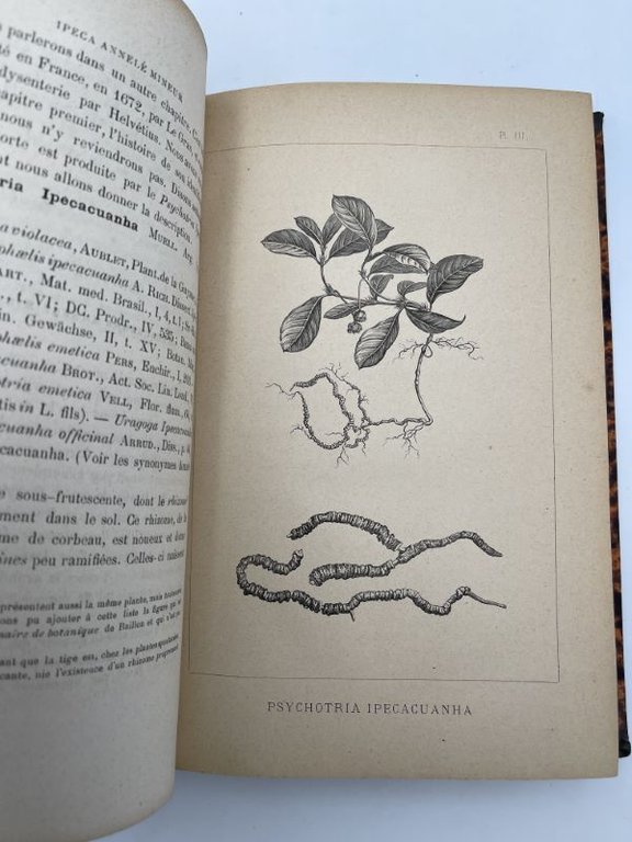 Etude des Ipécacuanhas de leurs falsifications et des substances végétales …