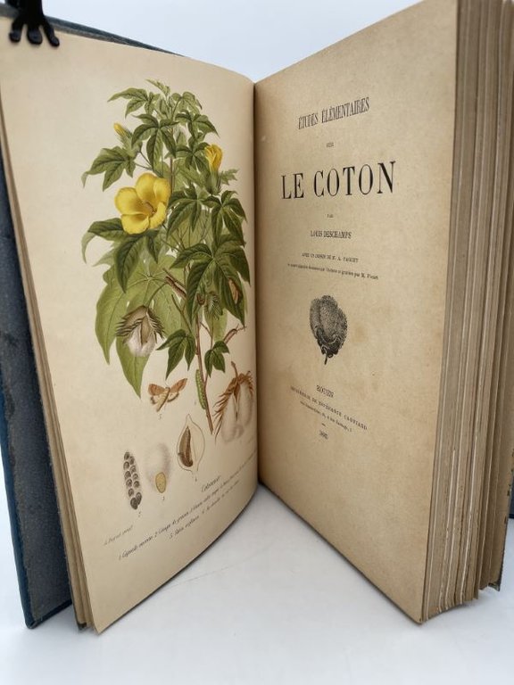 Etudes élémentaires sur le coton