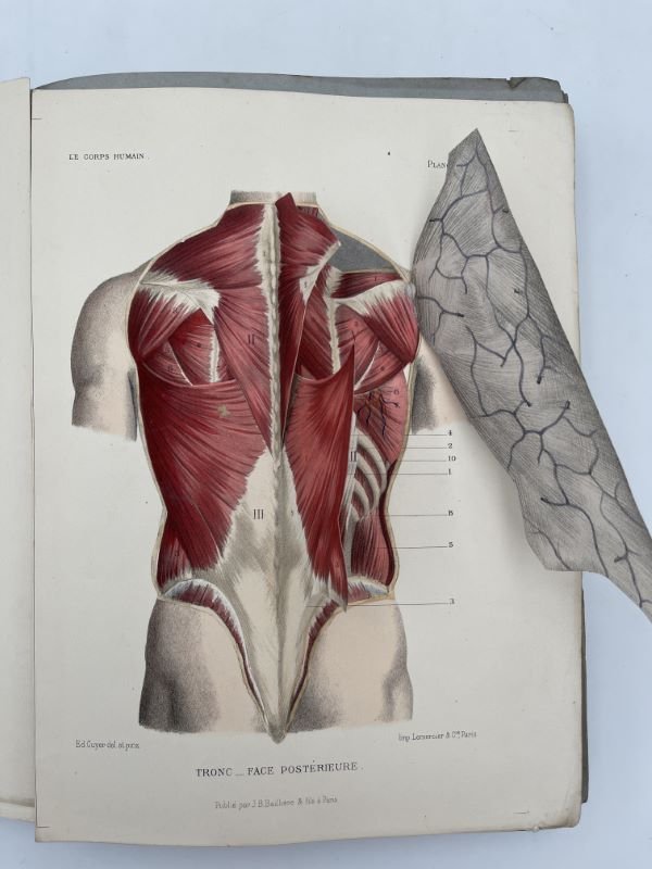 Le Corps humain, structure et fonctions