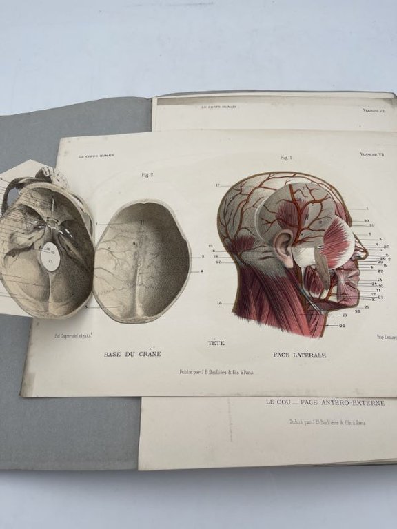 Le Corps humain, structure et fonctions