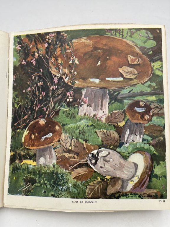 Les Champignons