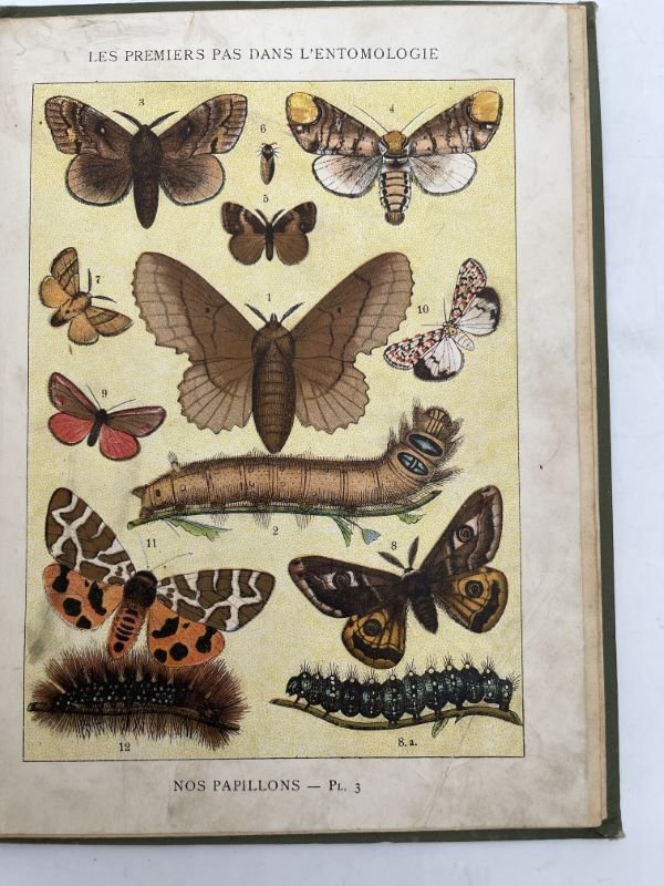 Nos Papillons