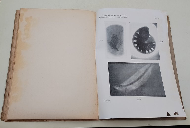 Bulletin de l'Academie des Sciences de Russie- VI serie- 1 …