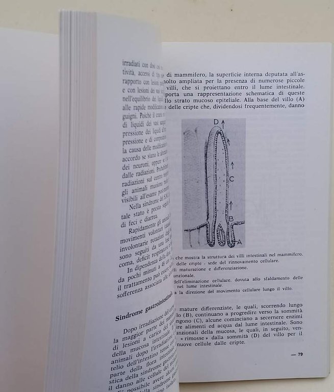 EFFETTI BIOLOGICI DELLE RADIAZIONI (1980)