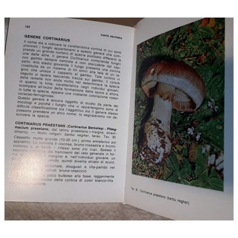 FUNGHI EDULI E VELENOSI- COME DISTINGUERLI, RICETE( 1979)