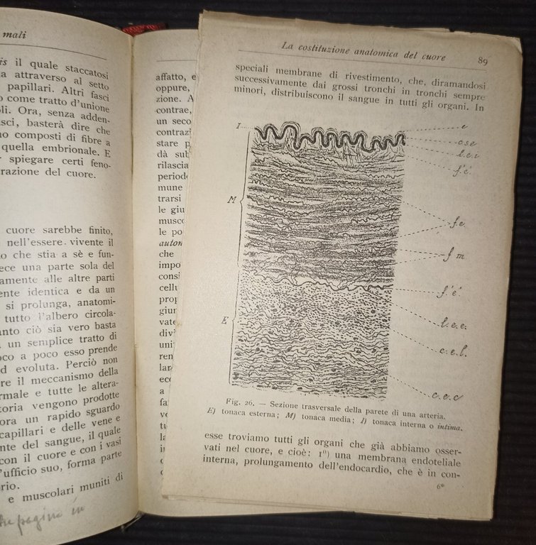 Il cuore suoi mali e sue cure