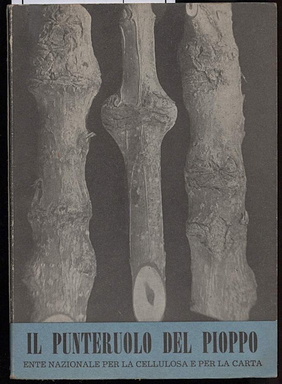 IL PUNTERUOLO DEL PIOPPO | Immagine Gallery 2