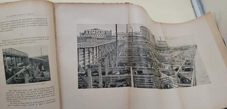 LA SUINICOLTURA IN AMERICA(ANNI '20)