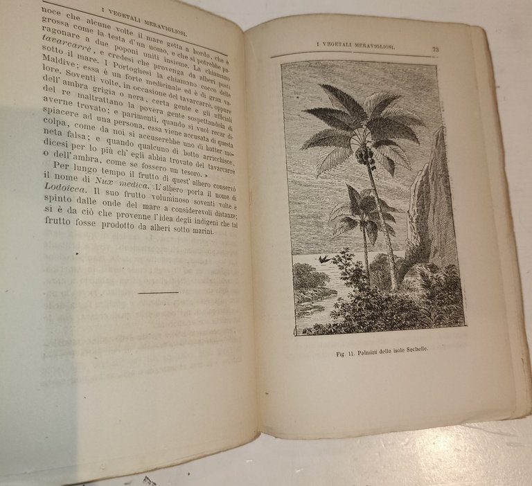 Le meraviglie della vegetazione | Immagine Gallery 4