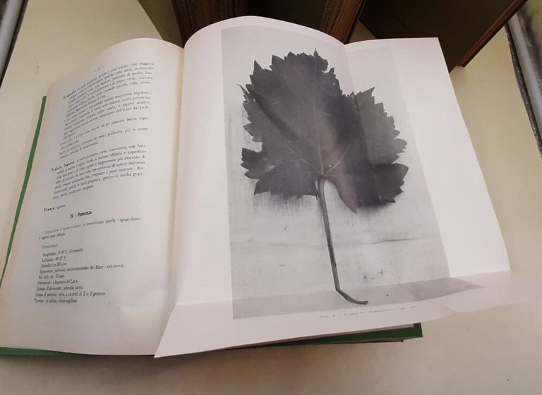 PRINCIPALI VITIGNI DA VINO COLTIVATI IN ITALIA 5 VOLL. ( … | Immagine Gallery 4