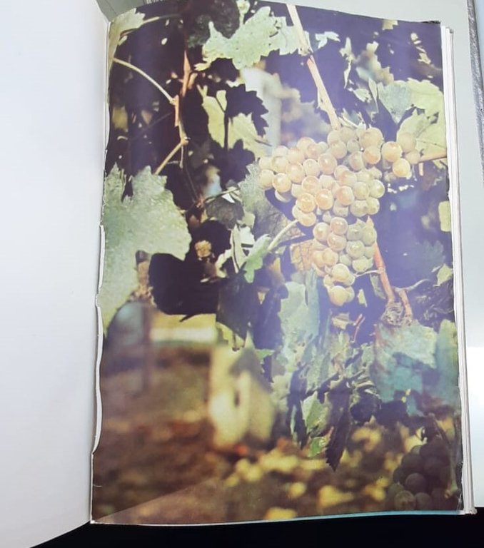 PRINCIPALI VITIGNI DA VINO COLTIVATI IN ITALIA 5 VOLL. ( … | Immagine Gallery 7