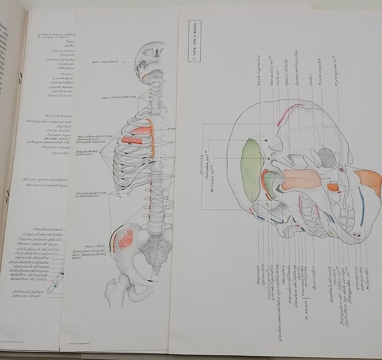 Tavole di Anatomia Umana