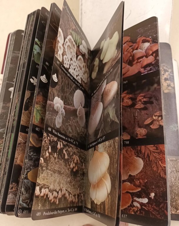 The Audubon Society-Field guide to American mushrooms