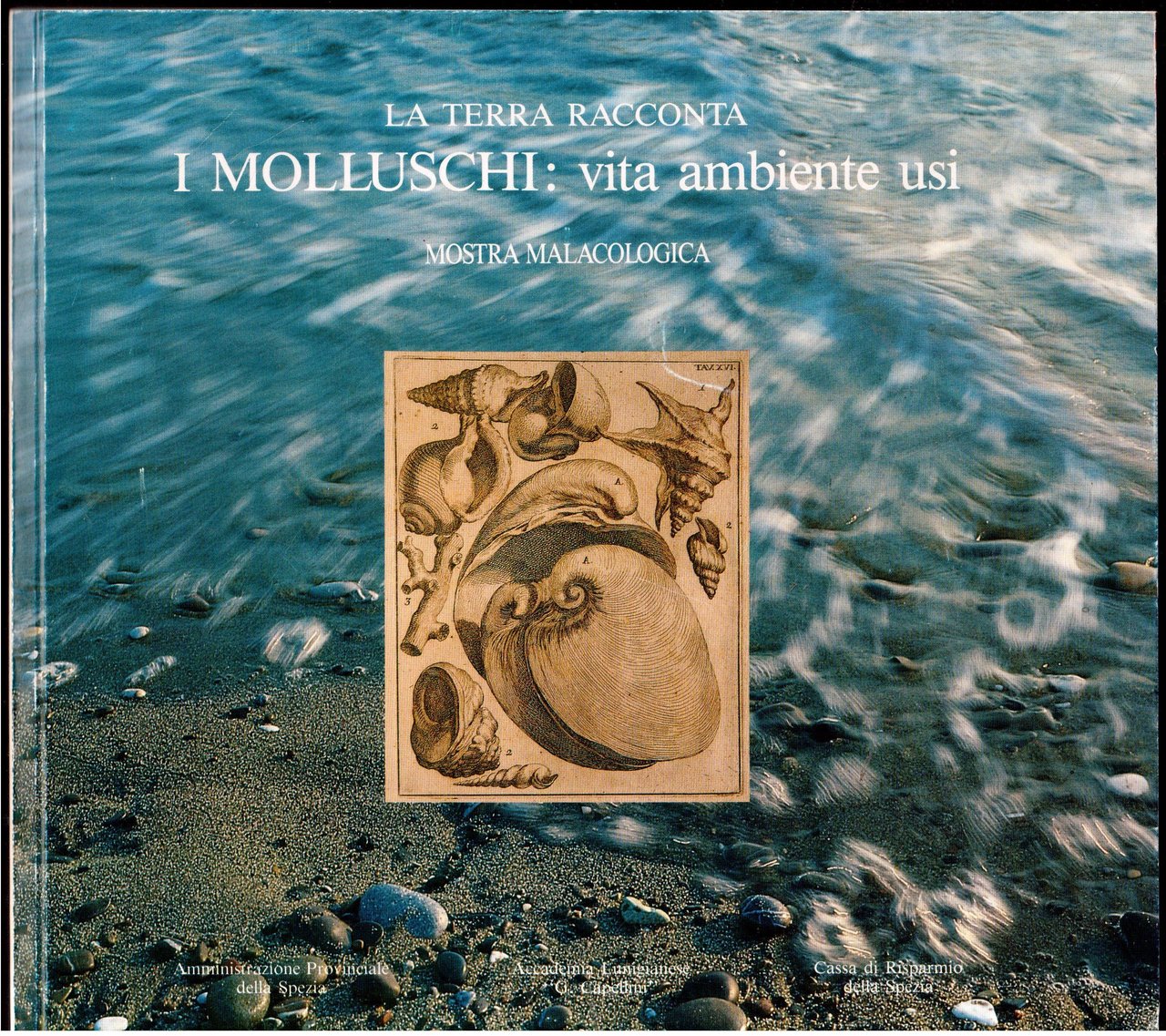 I Molluschi: vita ambiente usi-Mostra malacologica - La spezia - …