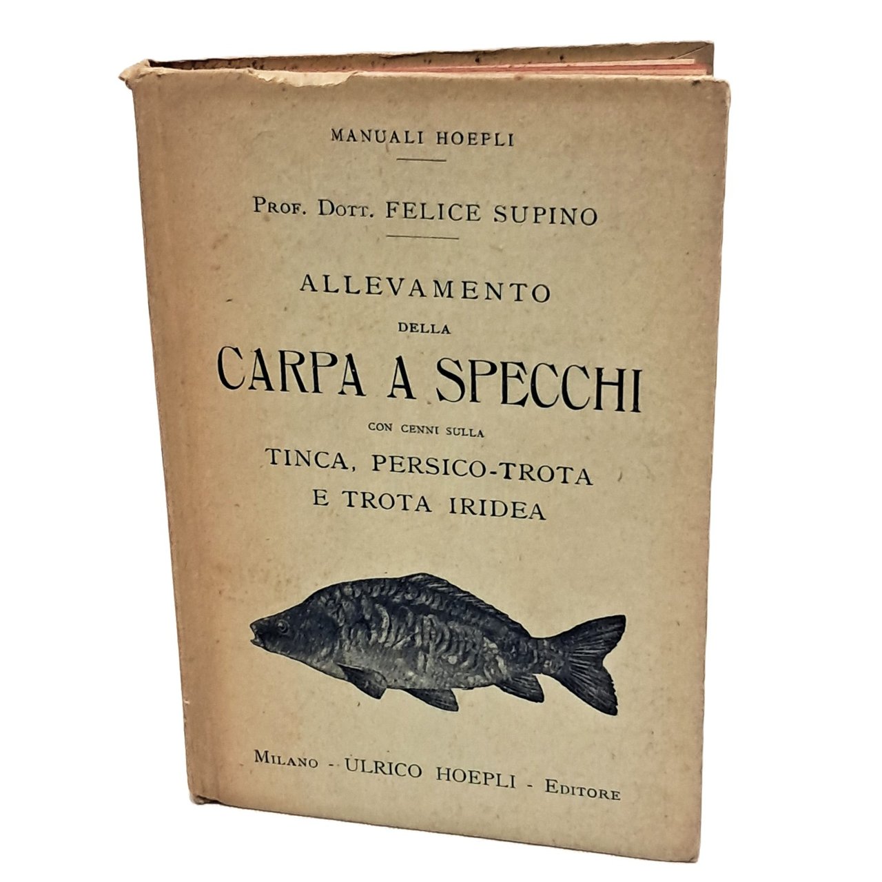 Allevamento della carpa a specchi | Immagine principale