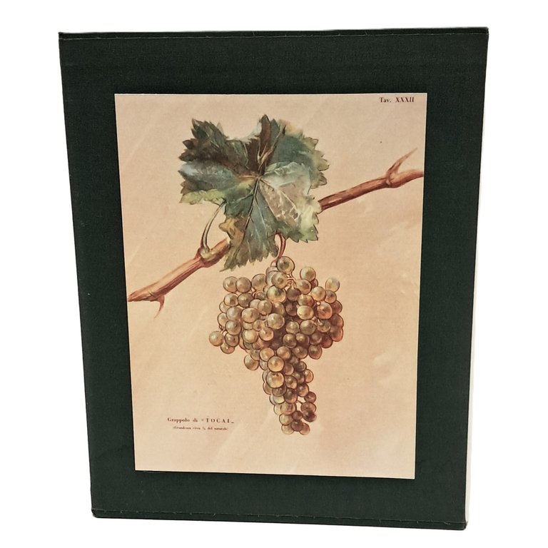 Delle viti in Friuli