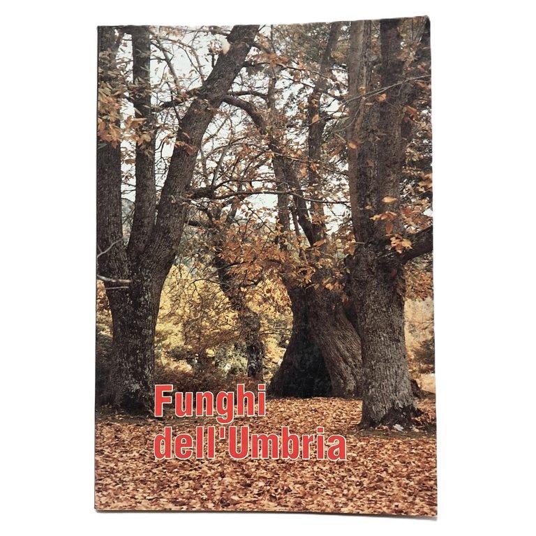 Funghi dell'Umbria | Immagine Gallery 2