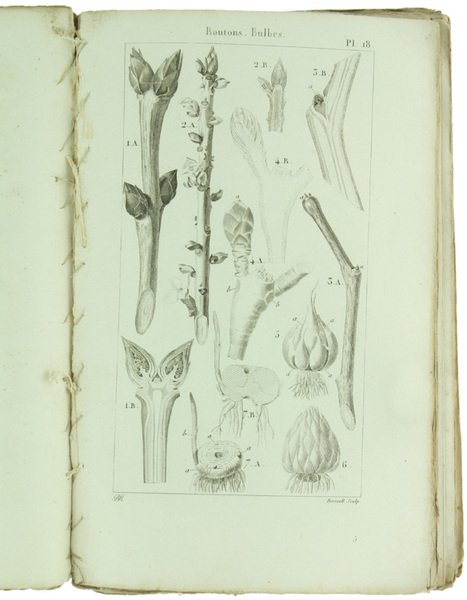 ELEMENS DE PHYSIOLOGIE VEGETALE ET DE BOTANIQUE - PLANCHES.