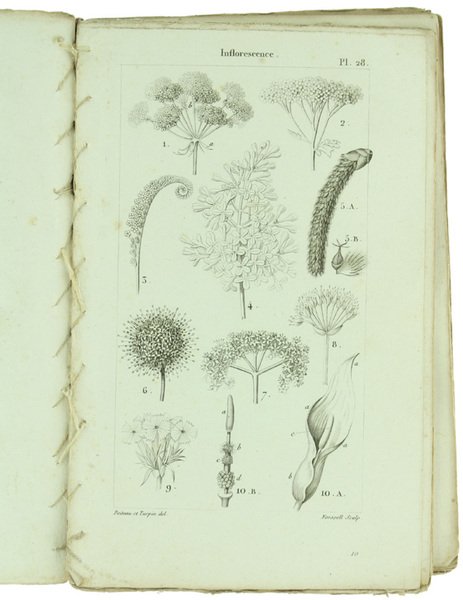 ELEMENS DE PHYSIOLOGIE VEGETALE ET DE BOTANIQUE - PLANCHES.