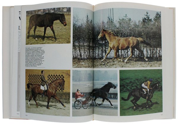 CAVALLI E CAVALIERI.