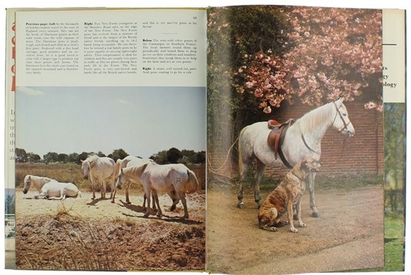 ALL COLOUR BOOK OF HORSES.