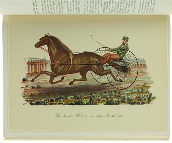 NEL MONDO DEL TROTTO. | Immagine Gallery 8