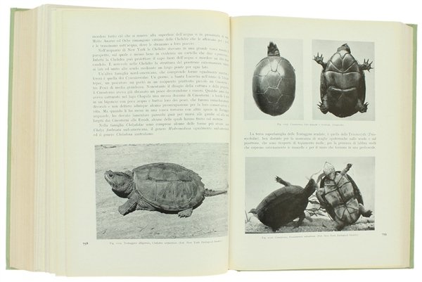 LA VITA DEGLI ANIMALI. [Splendido, freschissimo esemplare]