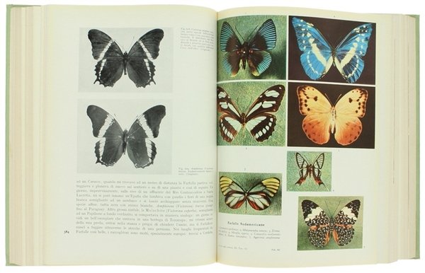 LA VITA DEGLI ANIMALI. [Splendido, freschissimo esemplare]