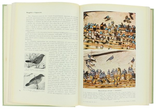 LA VITA DEGLI ANIMALI. [Splendido, freschissimo esemplare]