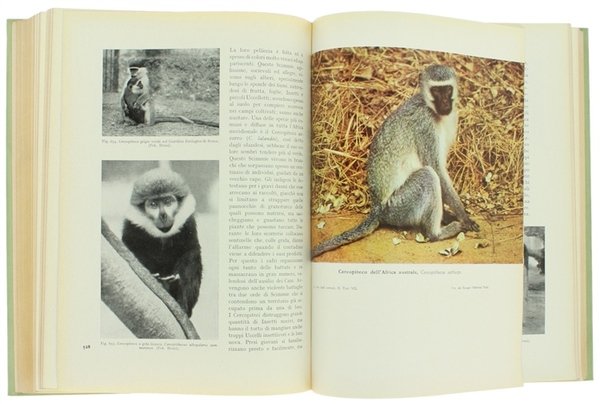 LA VITA DEGLI ANIMALI. [Splendido, freschissimo esemplare]