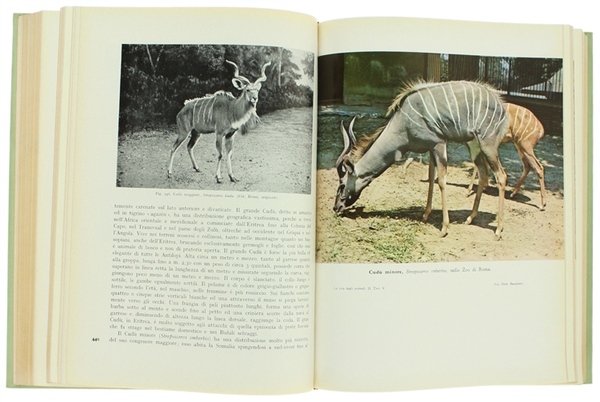 LA VITA DEGLI ANIMALI. [Splendido, freschissimo esemplare]