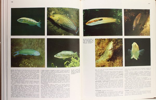 GLI ANIMALI VERTEBRATI. Enciclopedia Italiana delle Scienze.