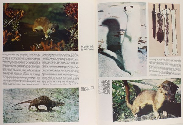 GLI ANIMALI VERTEBRATI. Enciclopedia Italiana delle Scienze.