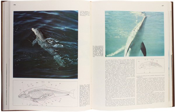 GLI ANIMALI VERTEBRATI. Enciclopedia Italiana delle Scienze.