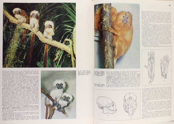 GLI ANIMALI VERTEBRATI. Enciclopedia Italiana delle Scienze.