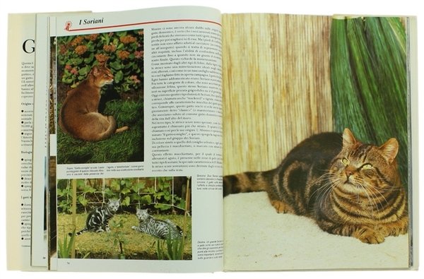 IL GATTO. Evoluzione - Biologia di base - Razze - …