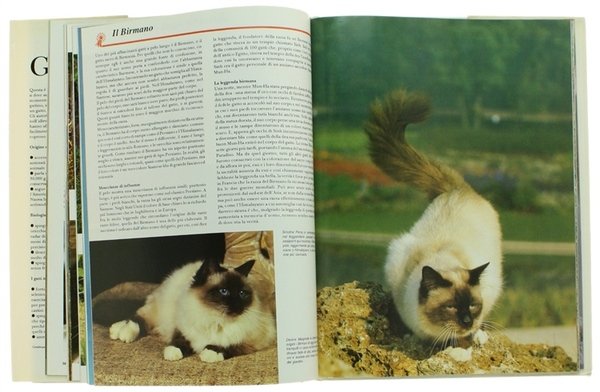 IL GATTO. Evoluzione - Biologia di base - Razze - …