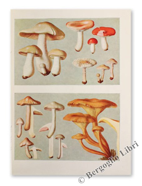 LES CHAMPIGNONS TOXIQUES. Caractères et détermination toxines, intoxications, thérapeutique.