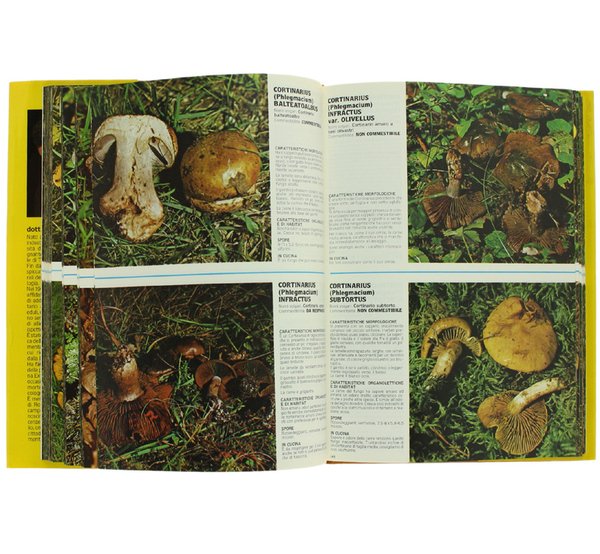 1000 FUNGHI.