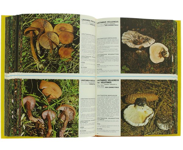 1000 FUNGHI.