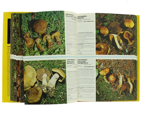 1000 FUNGHI.