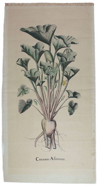 CUCUMIS ASININUS.