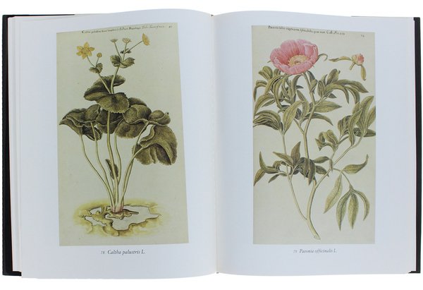 FLORA ORNAMENTALE DALL'ICONOGRAFIA TAURINENSIS.