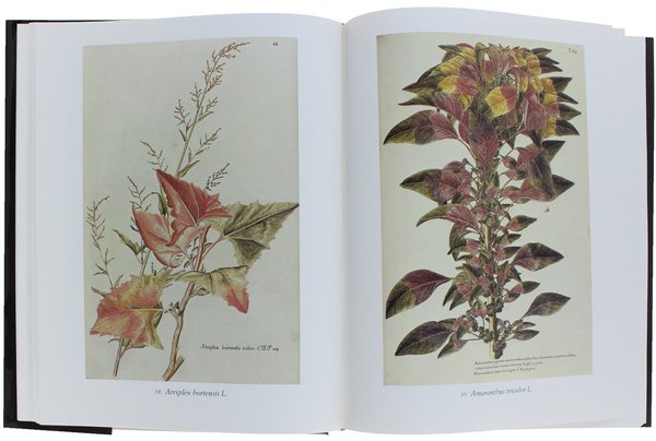 FLORA ORNAMENTALE DALL'ICONOGRAFIA TAURINENSIS.