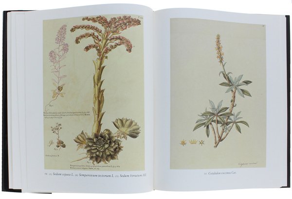 FLORA ORNAMENTALE DALL'ICONOGRAFIA TAURINENSIS.