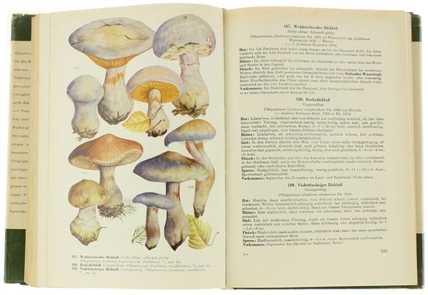 HANDBUCH FÜR PILZFREUNDE. Band 4: Blätterpilze - Dunkelblätter.