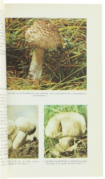 LES CHAMPIGNONS - Comment les reconnaitre