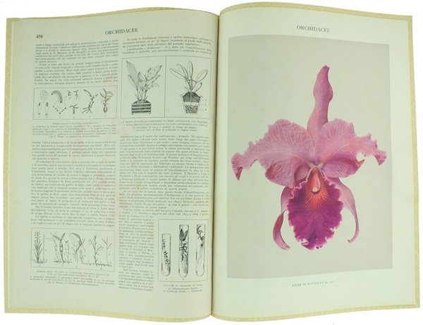 ORCHIDACEE. | Immagine principale